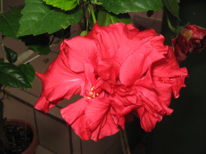 IMG_1269 - Hibiscus 2