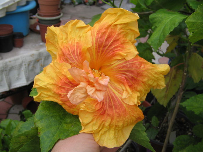 Karamello - Hibiscus 2