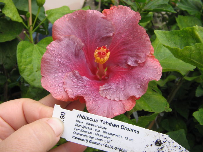 IMG_1275 - Hibiscus 2