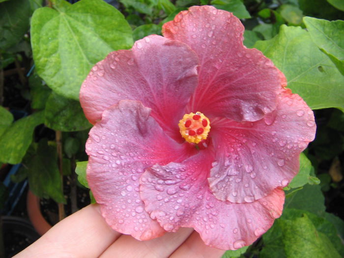 IMG_1276 - Hibiscus 2