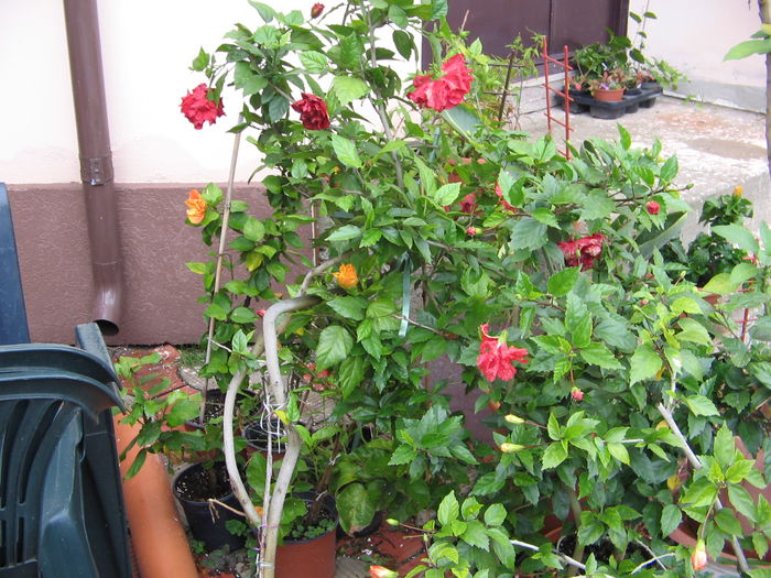 IMG_1277 - Hibiscus 2