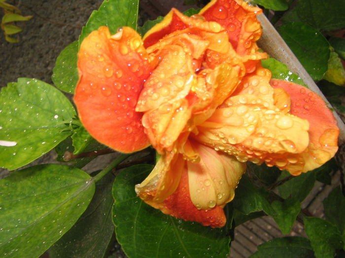 Koenig - Hibiscus 2