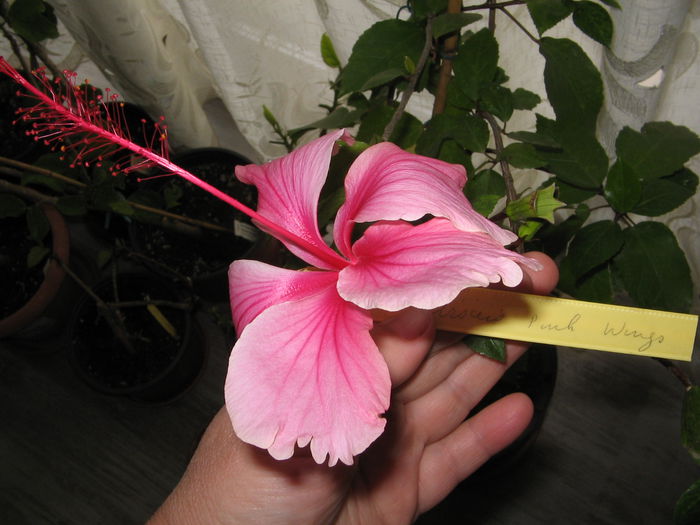 IMG_1279 - Hibiscus 2