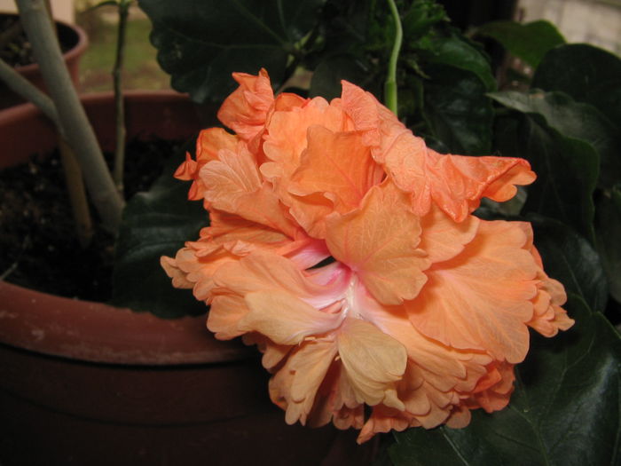 IMG_1283 - Hibiscus 2