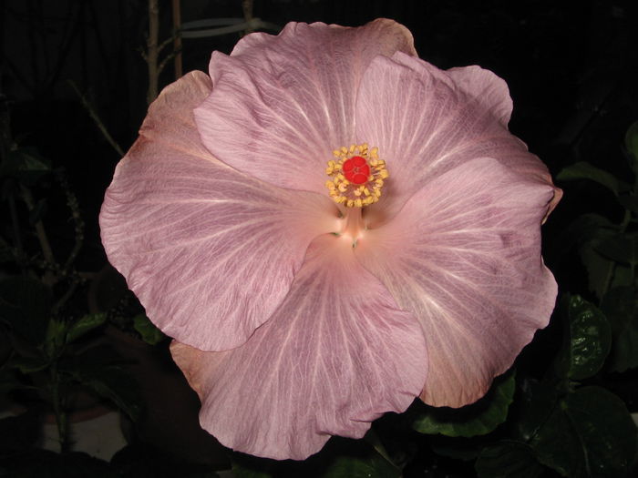 Mangi blue - Hibiscus 2