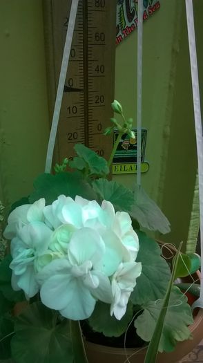 WP_20141006_17_54_05_Pro