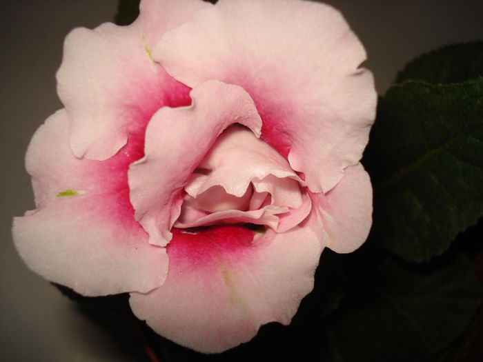 DSC09972 - FLORI 2014