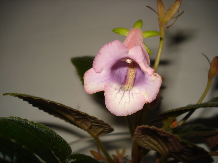 DSC09974 - FLORI 2014