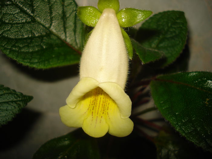 DSC09948 - FLORI 2014