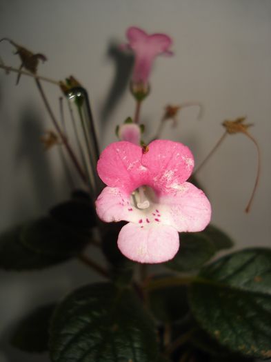 DSC09955 - FLORI 2014