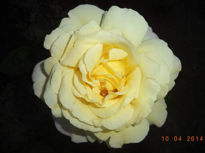 PEACE - Trandafiri 2014