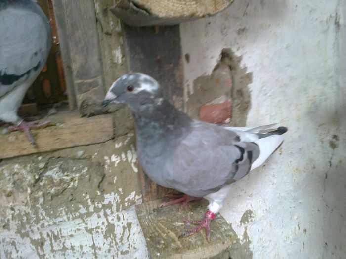 Fotografie0602 - Tineret 2014