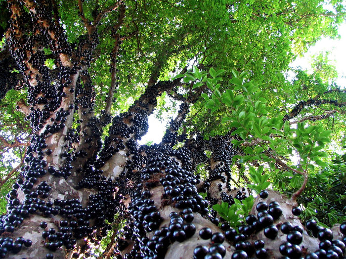 jaboticaba fructe comestibile - ao-alte seminte rare