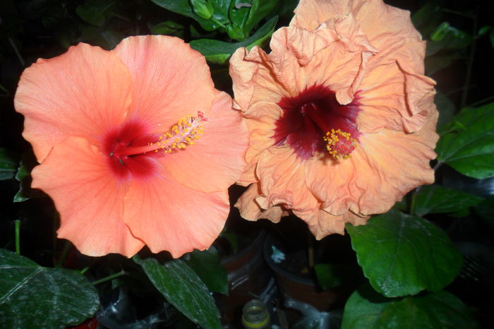 adonicus orange si paper tree