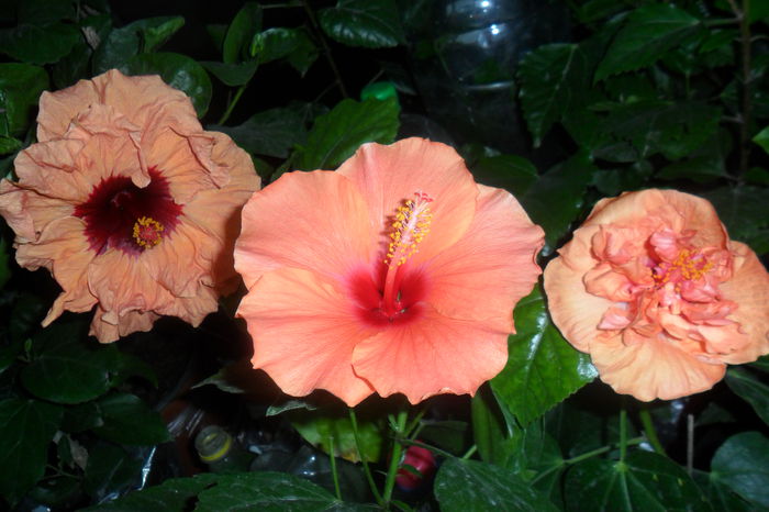 paper tree ,adonicus orange si perssimon