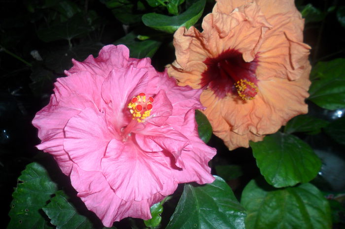 easther malleysi paper tree