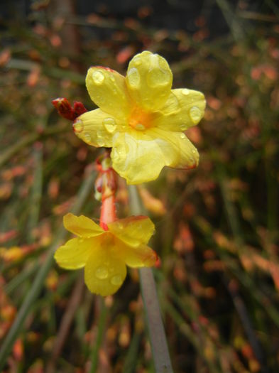 Jasminum nudiflorum (2014, March 06)