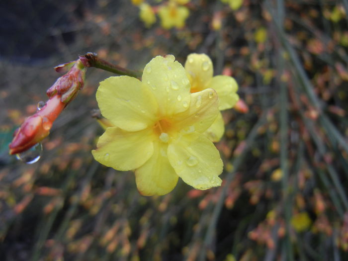 Jasminum nudiflorum (2014, March 08)