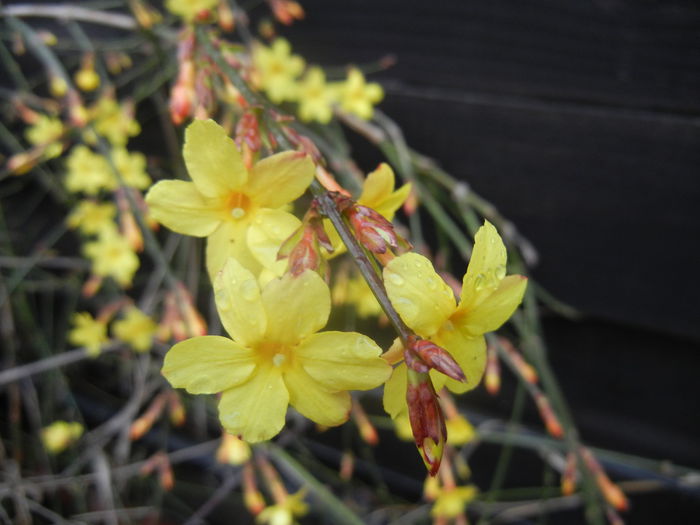 Jasminum nudiflorum (2014, March 08)
