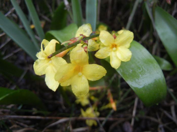 Jasminum nudiflorum (2014, March 08)