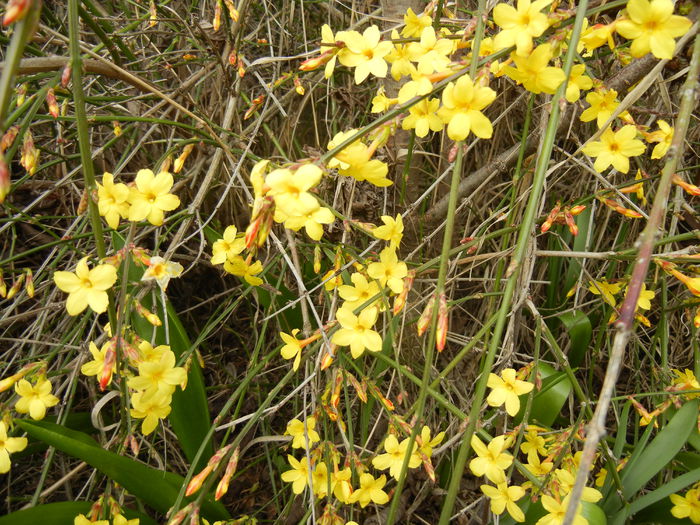 Jasminum nudiflorum (2014, March 11)