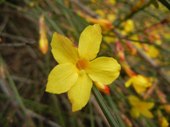 Jasminum nudiflorum (2014, March 11)