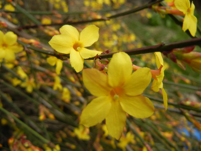 Jasminum nudiflorum (2014, March 11)