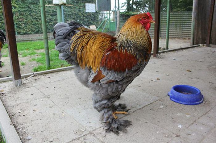 Germania -by Zeljko Ivankovic