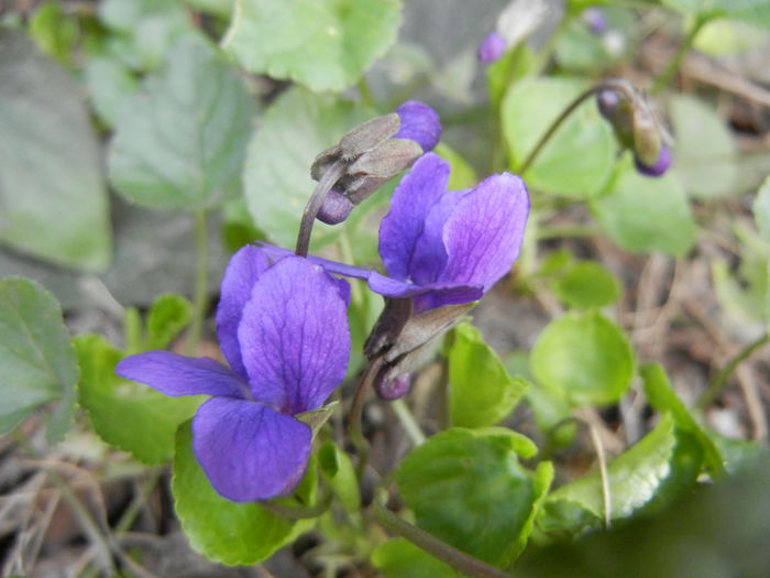 Sweet Violet (2014, March 17)