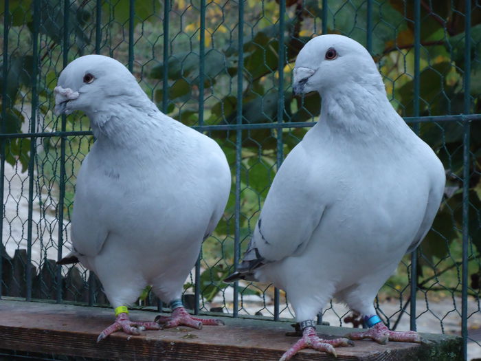 M-2011-2841&M-2014-983