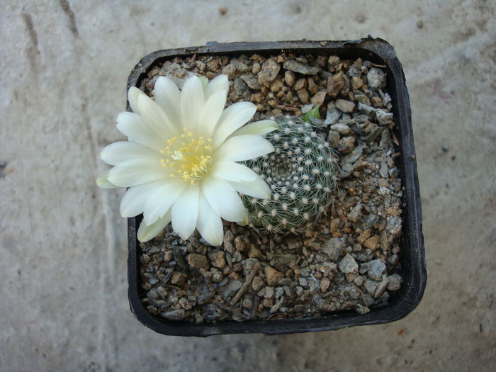 Rebutia cv. 'Snow White' - Genul Rebutia