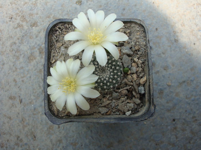 Rebutia cv. 'Snow White' - Genul Rebutia