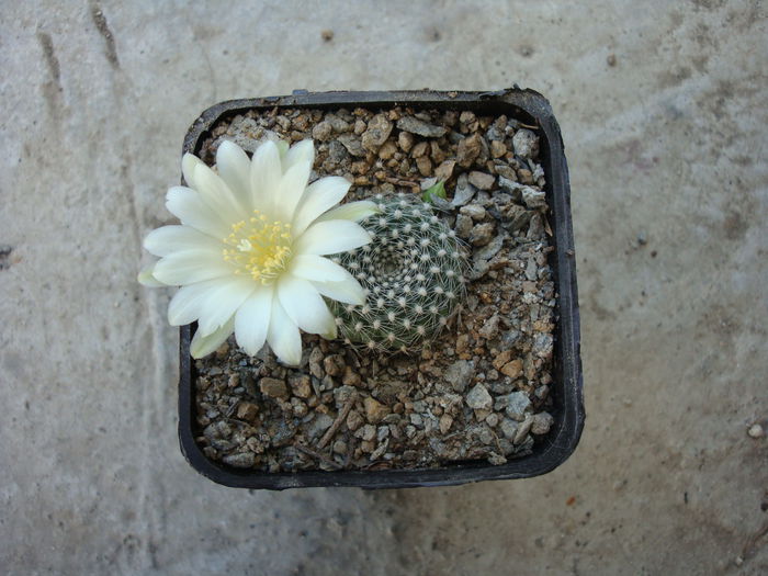 Rebutia cv. 'Snow White' - Genul Rebutia