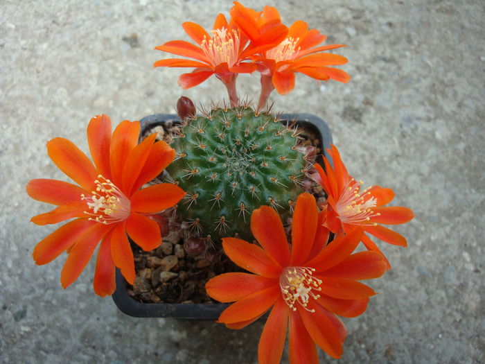 Rebutia fiebrigii  (G