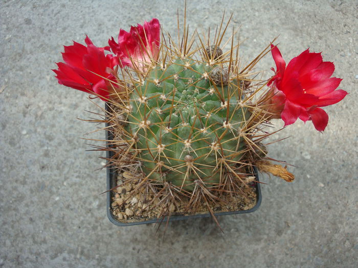 Rebutia fulviseta    Rausch 1970 - Genul Rebutia