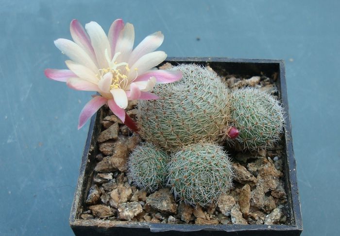 Rebutia heliosa x albiflora cv. 'Sunrise' - Genul Rebutia