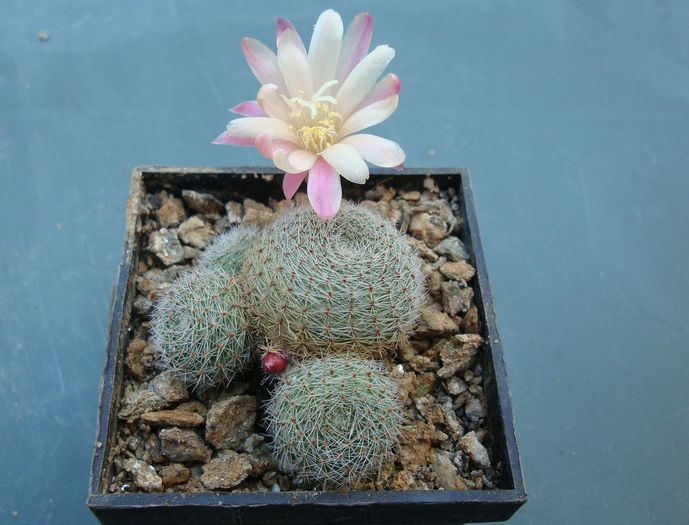 Rebutia heliosa x albiflora cv. 'Sunrise'