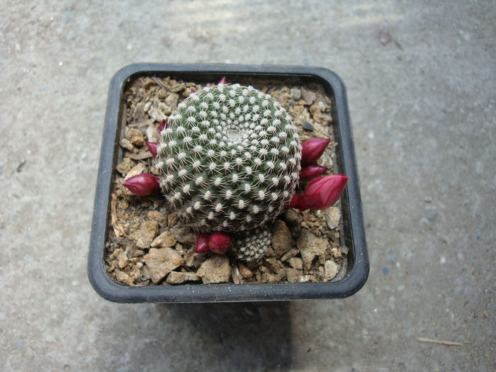 Rebutia marsoneri 'krainziana' - Genul Rebutia