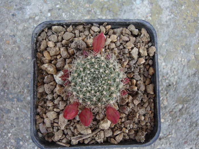 Rebutia marsoneri Werderm. 1937   . - Genul Rebutia