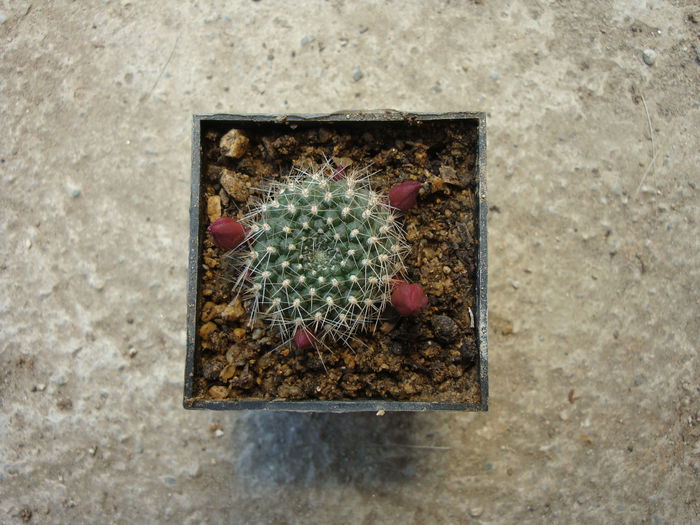 Rebutia marsoneri Werderm. 1937  . - Genul Rebutia