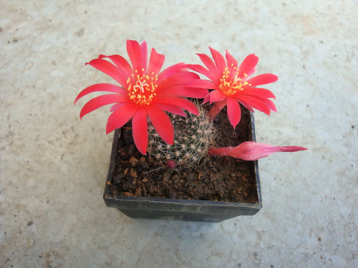 Rebutia marsoneri Werderm. 1937 . (2)