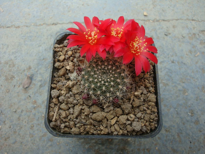 Rebutia marsoneri Werderm. 1937 .