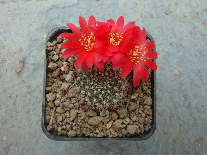 Rebutia marsoneri Werderm. 1937. - Genul Rebutia