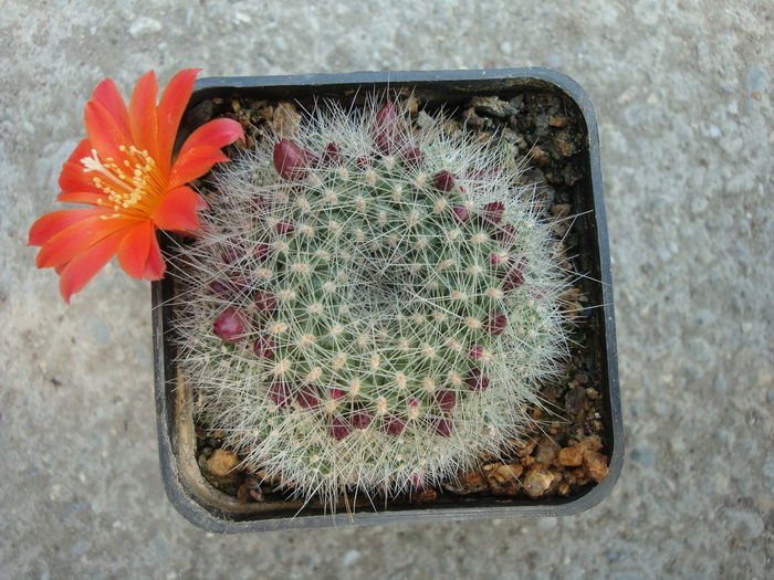 Rebutia senilis  Backeb.1932 - Genul Rebutia