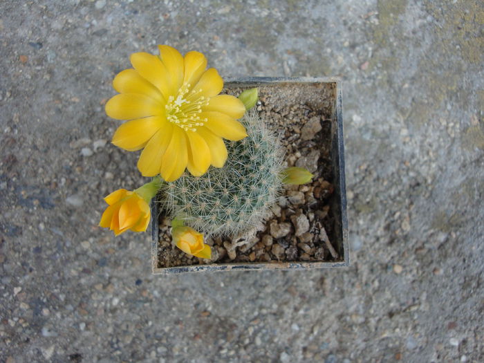 Rebutia senilis var kesselringiana Bewerunge 1947 - Genul Rebutia