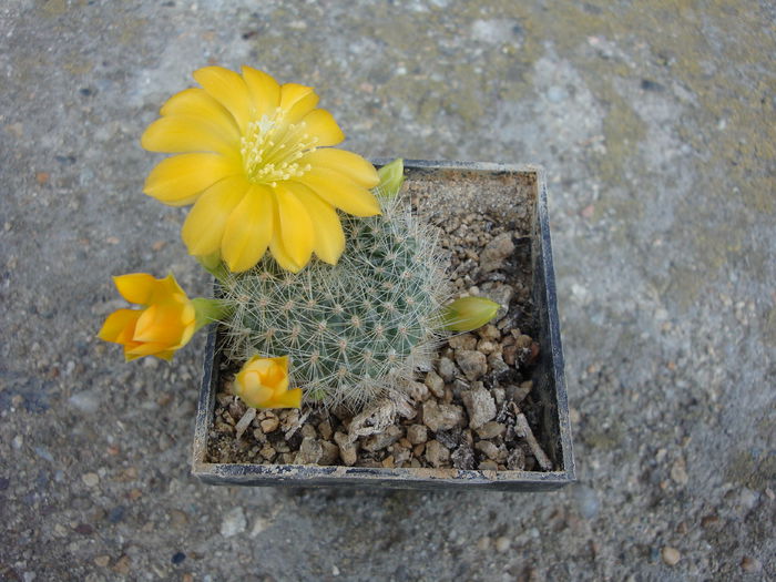 Rebutia senilis var kesselringiana Bewerunge 1947 - Genul Rebutia