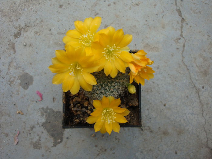 Rebutia senilis var kesselringiana Bewerunge 1947