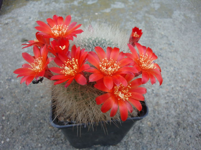 Rebutia senilis var. breviseta    Backeb. 1935 - Genul Rebutia