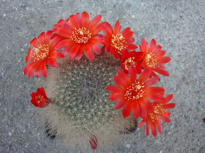 Rebutia senilis var. breviseta  Backeb. 1935 - Genul Rebutia