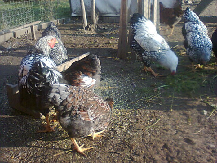 Fotografie2475 - PUI-TINERET 2014